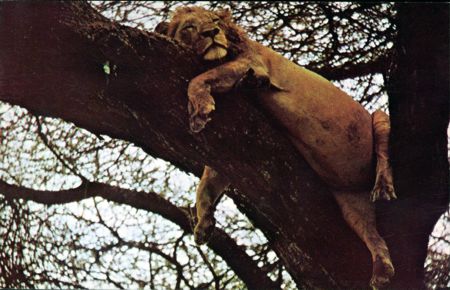 Lion in a Tree
