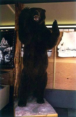 Kodiak Bear - Alaska Pavilion