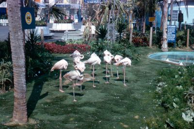 Flamingos at the Florida Exhibit