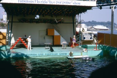 Scene from the Live Porpoise Show
