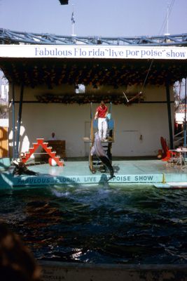 Scene from the Live Porpoise Show
