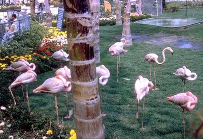 Flamingos on Florida Pavilion's Flamingo Island