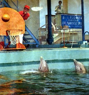 Basketball is only one of many talents porpoises display
