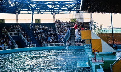 Scene from the Live Porpoise Show