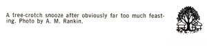 Reverse — Africa Pavilion (3 of 20) exhibitor postcard