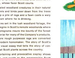 Explore the Enchanted Forest brochure panel 23
