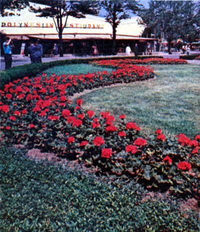 Geraniums at Court of Astronauts