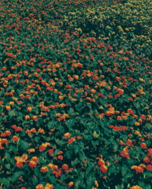 Lantana at Court of States