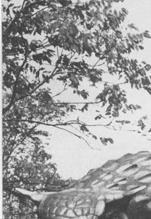 Sinclair advertisement